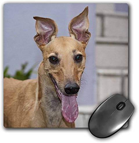 Retrato 3drose de um cachorro Greyhound, US05 ZMU0259, Zandria Muench Beraldo Mouse Pad