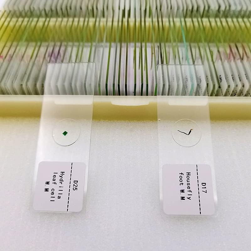 Kit de acessórios para microscópio para adultos 100pcs biologia de plantas preparou lâminas de vidro de vidro Microscópio Biológico Conjunto de Laboratório Consumíveis