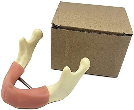 Modelo de dentes dental de dentes odontológicos KH66ZKY MODELO DE ESTUDO DE DETOS DE MAIXA BAIXA ANATOMICAMENTE MANDIBLE MANDIBLE