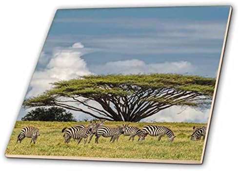 3drose Burchells Zebras e Acacia Tree, Serengeti NP, Tanzânia - azulejos