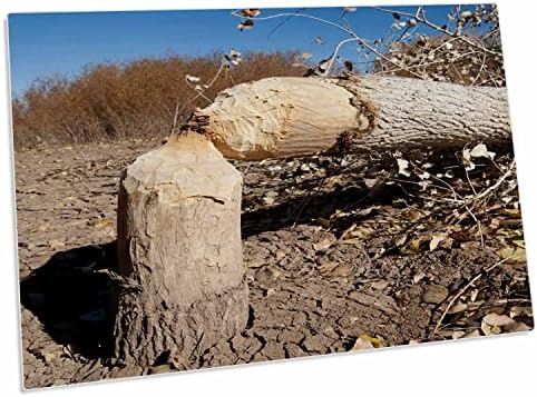 Corte de árvores de algodão de 3drose por castores, Novo México, EUA -. - Tapetes de local para baixo da almofada