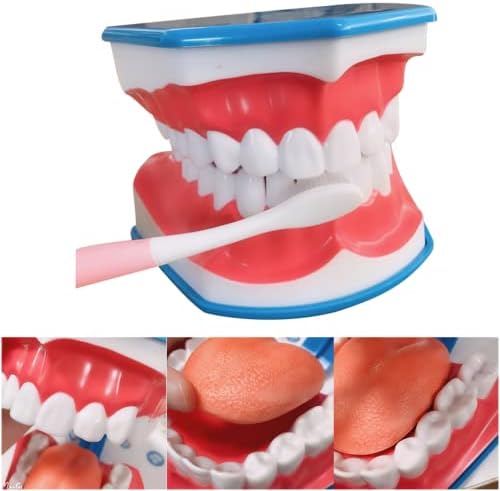 KH66ZKY 3 PCS Modelo Dental Typodont - Modelo de Prática de Floco de escovação de dentes - Modelo de boca dental para crianças estudantes