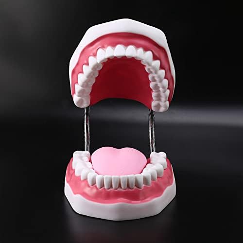 6 dentes de cuidados odontológicos de dentes humanos com escova de dentes ensino de ciências