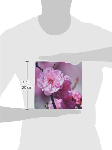 3drose llc 8 x 8 x 0,25 polegadas mouse bloco rosa flor flor de cerejeira flor