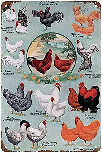 Conhecimento educacional de frango educacional raças de galinhas gráficos de lata de metal vintage para fazenda clubes de café