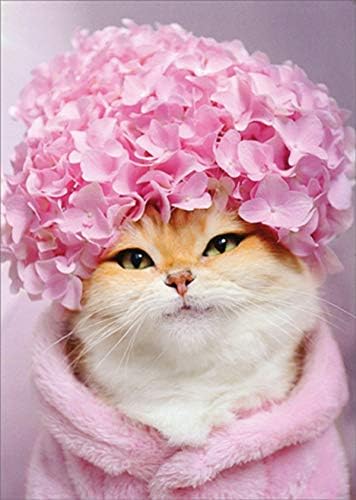 Avanti Press Kitty Cat: Pink Hydrangea Cap Humanored: Cartão de aniversário engraçado para mulher: ela