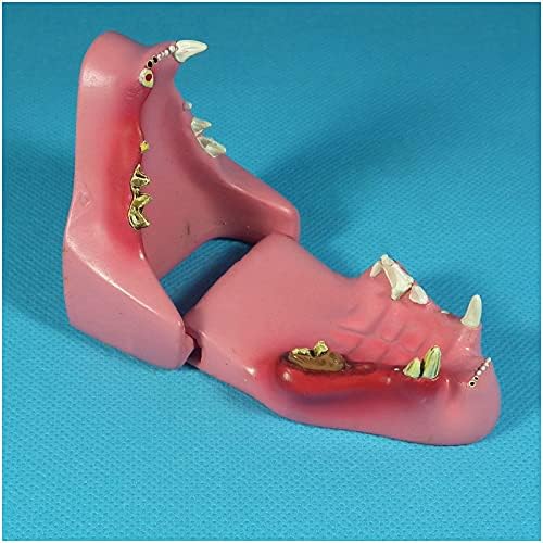 Kh666zky gato dental animal dentes modelo modelo de dente gato para doenças patológicas abrangentes dentárias estudam