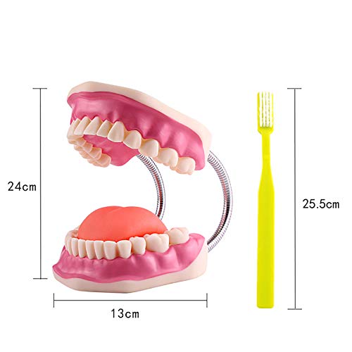 Modelo de dentes anatômicos do Youya Dental Modelo Dentista Ensino Modelo de Cuidado de Higiene Oral Com escova de dentes 8,66 * 5,9 * 5,5 polegadas Modelo de dente Evolução Ferramentas de exibição para ensino e estudo