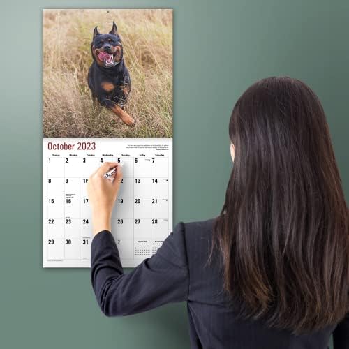 MICASA ROTTWEILERS 2023 Calendário mensal de parede Handsal | 12 x 24 aberto | Papel grosso e resistente | Presente | Cachorro