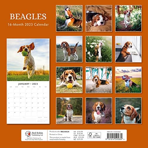 2023 Beagles Monthly Wall Calendar por Red Robin Calendários 12 x 12