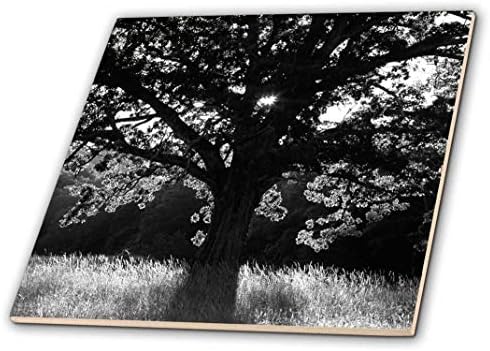 3drose CT_146497_1 Oak Tree White, Great Smoky Mountains, Tennessee, EUA US43 AJE0291 Adam Jones Ceramic Tile, 4 polegadas