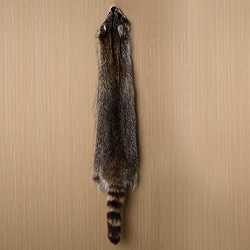 1pcs Natural American Raccoon Pur Hide Pele inteira Pelts com artesanato de taxidermia profissionalmente de alta grau Crafamento de couro para casacos, chapéus, roupas sobre L X W polegadas, Brown