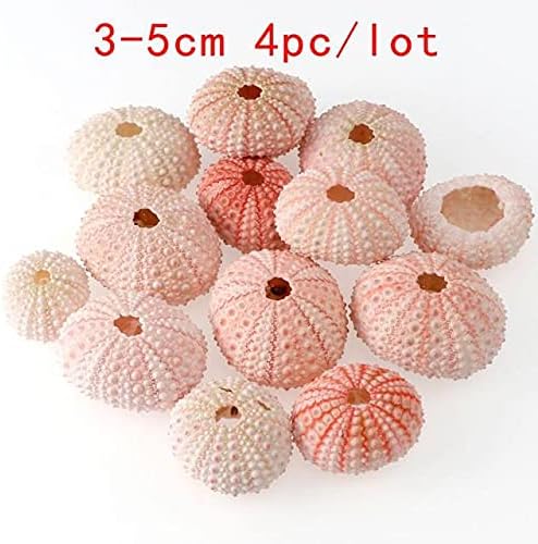 Ttndstore 2/4/6pc 3-5cm cor rosa cor de casca natural de conchas de conchas de conchas de conchas de conchas de casca de janela