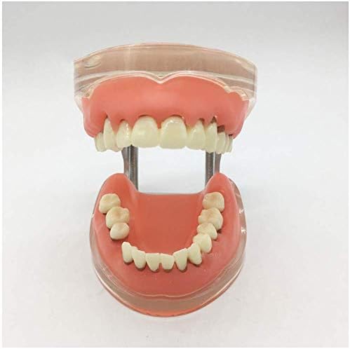 XHNXHN Modelo de doença periodontal de dentes de dentes Typodont Modelo de ensino de ensino para cálculo dentário Ensino