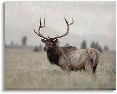 Stuell Industries Tranquil Elk Deer pastando terras rurais de terras rurais Arte de parede emoldurada flutuante, design da Danita Delimont