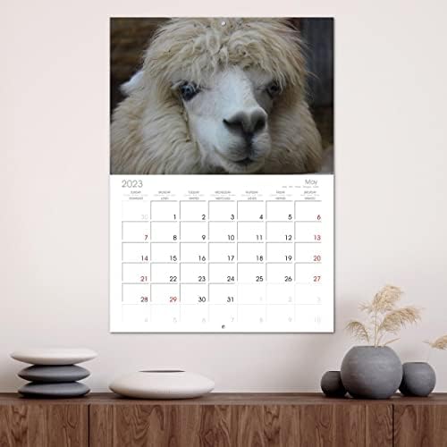 Alpaca e lamas), calendário mensal Calvendo 2023
