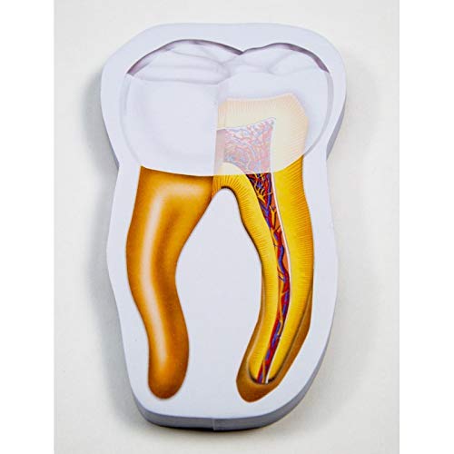 Pacote de presentes de assistente dental do Dentista Hygienist Dental