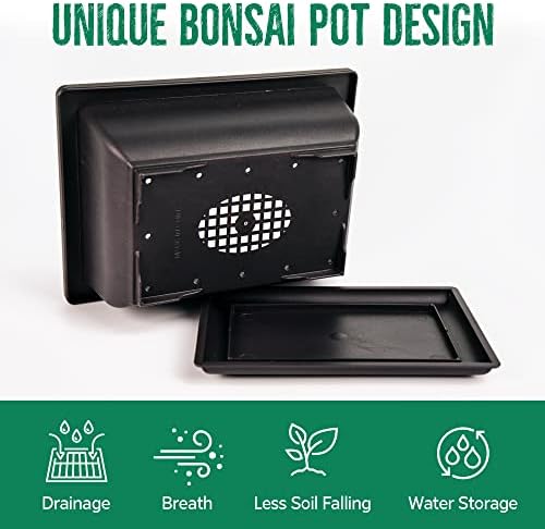 Kit inicial de bonsai real - kit de árvore de bonsai japoneses com ferramentas de bomte