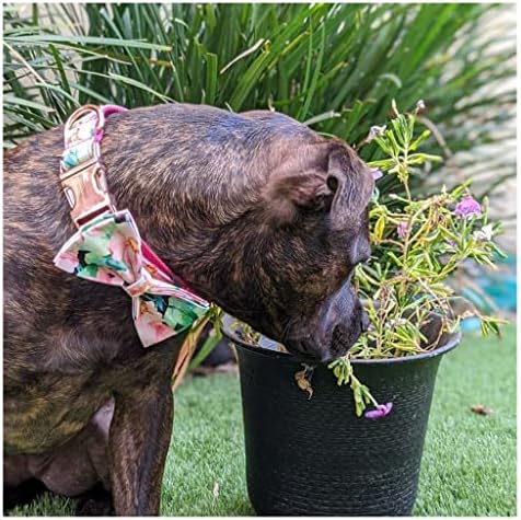 Zlxdp colarinho de cão de estimação personalizado impressão floral rosa colarinho de cachorro e coleira para cães médios