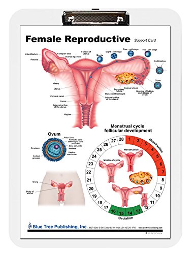 Anatomia feminina, gravidez e nascimento, gráfico reprodutivo feminino com inserção de transferência