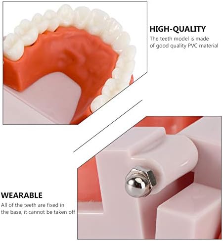 Toyvian Cleaning Supplies dentes falsos 1pcs dentes padrão de dentes odontológicos Modelo de dentes humanos Modelo
