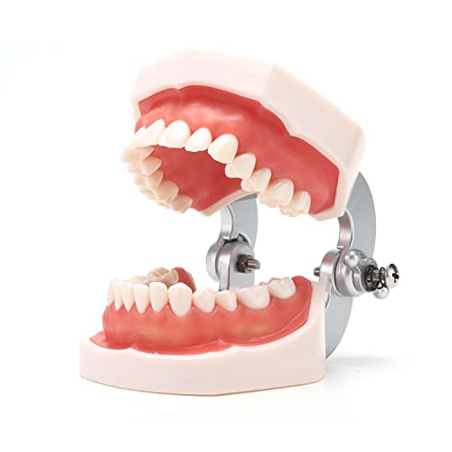 Modelo de dentes dentários lyou com 28 dentes removíveis, modelo de boca adulta padrão de tamanho da vida para ensinar cuidados bucais