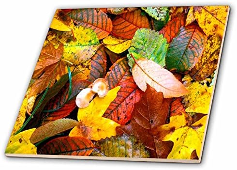 3drose ct_1001_1 folhas de outono azulejo de cerâmica, 4 polegadas