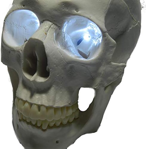 Adereços de cabeça morta 24 polegadas, bateria, olhos LED brancos para máscaras, caveiras e adereços de Halloween
