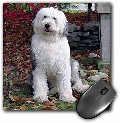 3drose LLC 8 x 8 x 0,25 polegadas mouse pad, antigo cão de pasta para ovelha em inglês