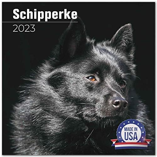 2022 2023 Calendário de Schipperke - Caso de parede mensal do cão Calendário - 12 x 24 Open - Papel sem complica