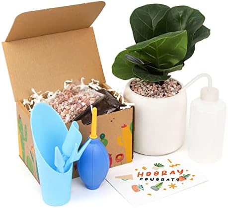 Caixa de presente do kit para iniciantes para plantas domésticas - caixa de presente - caixa de presente de planta doméstica - caixa de presente surpresa - caixa de presente melhor amigo