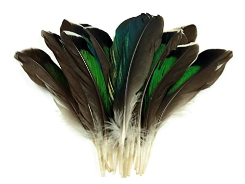 10 peças - Iridescent Green Mallard Duck Wing Feathers Supplência de artesanato de Halloween | Pena da luz da lua