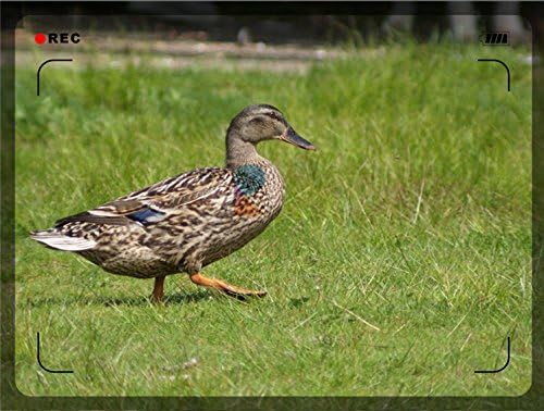 Foco manual de alta potência Lente de 1000 mm compatível com Panasonic Lumix DMC-L1