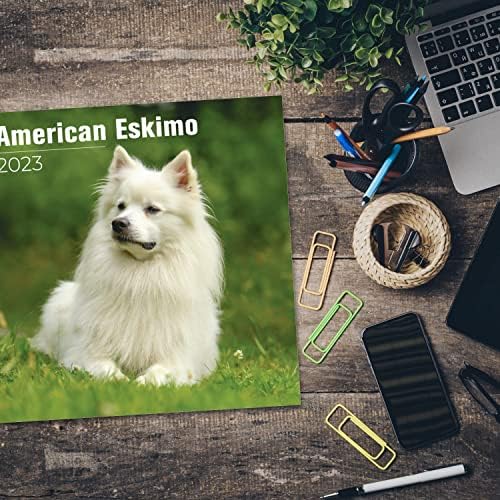 2022 2023 American Eskimo Dog Calendar - Caso de cães Calendário mensal de parede - 12 x 24 Open - Papel sem com olhares de